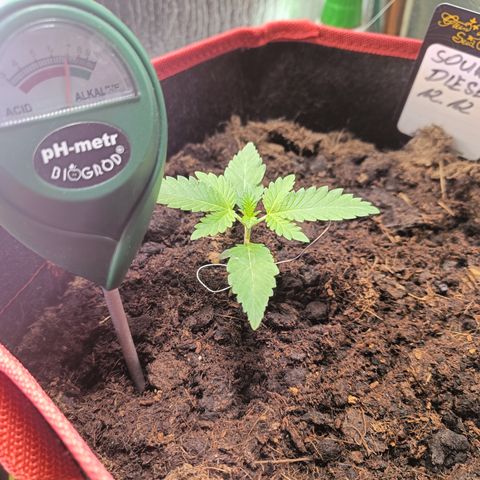 Sour Diesel 12.12 growlog timeline photo