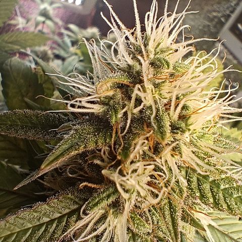 Gorilla Cookies growlog timeline photo
