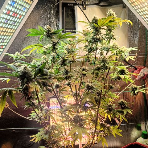 Gorilla Cookies growlog timeline photo