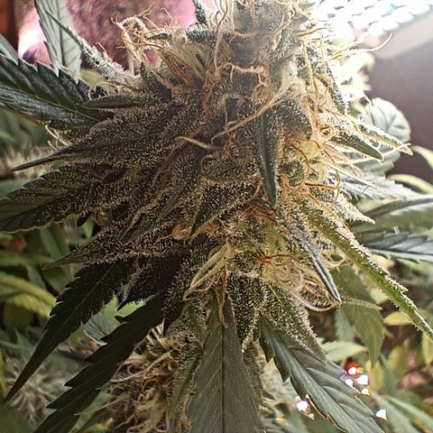 Gorilla Cookies growlog timeline photo