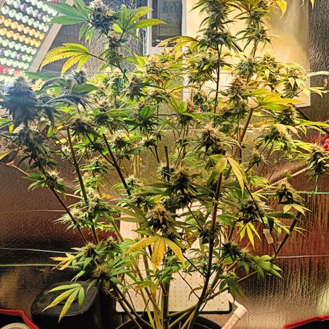 Gorilla Cookies growlog timeline photo