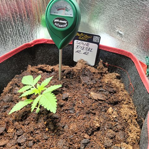 Sour Diesel 12.12 growlog timeline photo