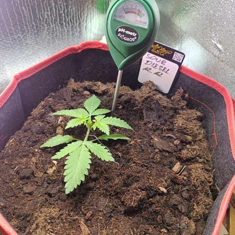 Sour Diesel 12.12 growlog timeline photo