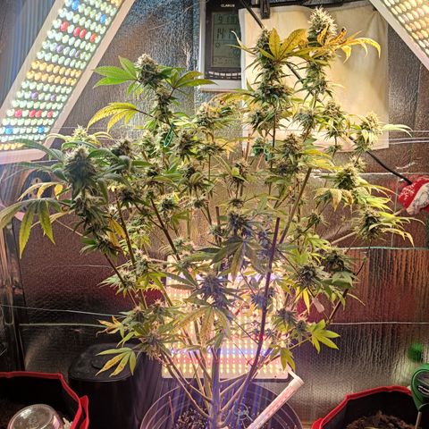 Gorilla Cookies growlog timeline photo