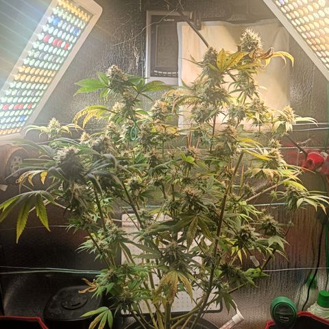 Gorilla Cookies growlog timeline photo