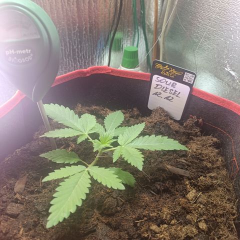 Sour Diesel 12.12 growlog timeline photo
