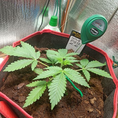 Sour Diesel 12.12 growlog timeline photo
