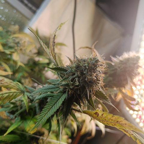 Gorilla Cookies growlog timeline photo