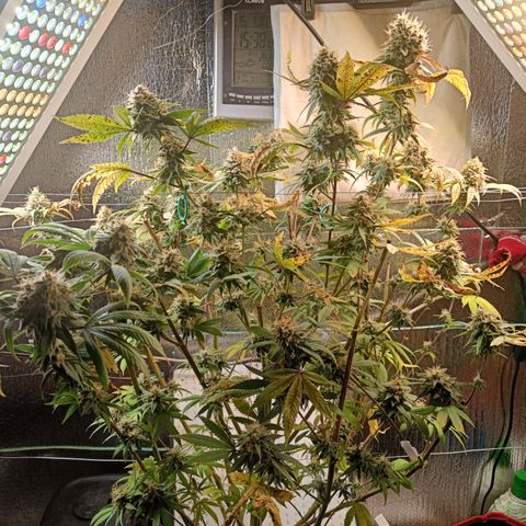Gorilla Cookies growlog timeline photo