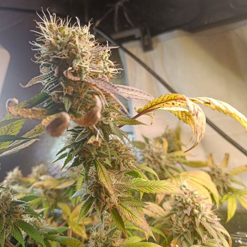 Gorilla Cookies growlog timeline photo