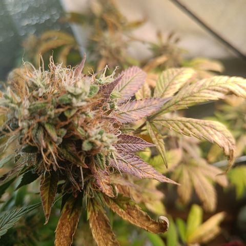 Gorilla Cookies growlog timeline photo