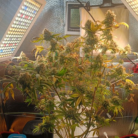 Gorilla Cookies growlog timeline photo