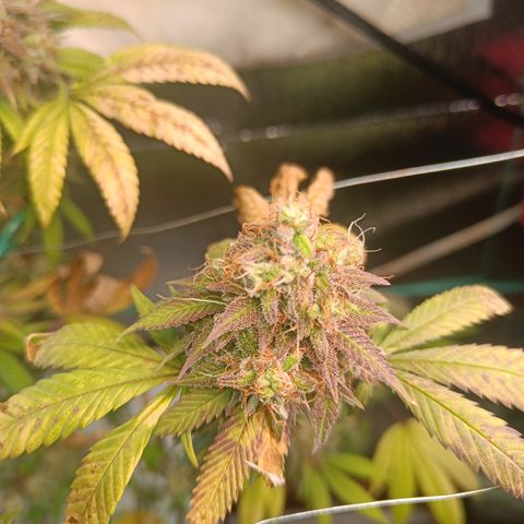 Gorilla Cookies growlog timeline photo