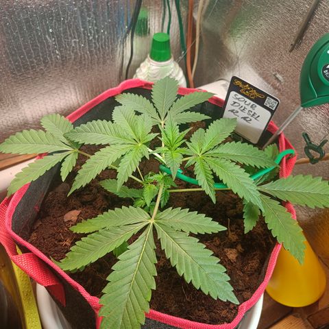 Sour Diesel 12.12 growlog timeline photo