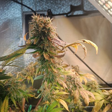 Gorilla Cookies growlog timeline photo