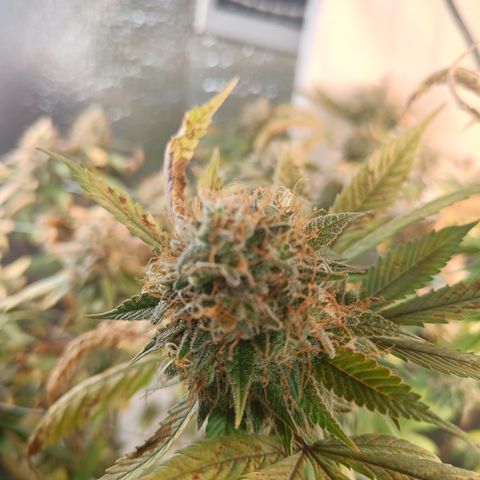 Gorilla Cookies growlog timeline photo