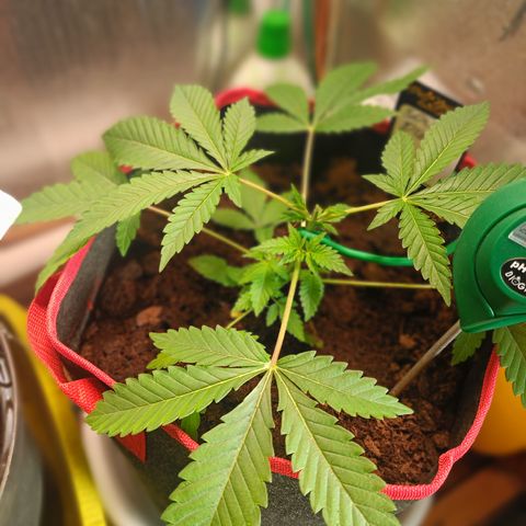 Sour Diesel 12.12 growlog timeline photo