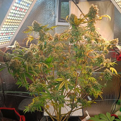 Gorilla Cookies growlog timeline photo