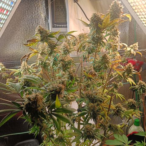 Gorilla Cookies growlog photo: Flushing