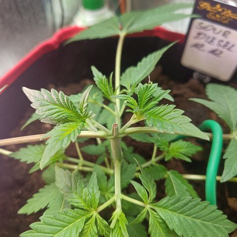 Sour Diesel 12.12 growlog photo: Topping
