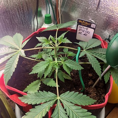 Sour Diesel 12.12 growlog photo: Topping
