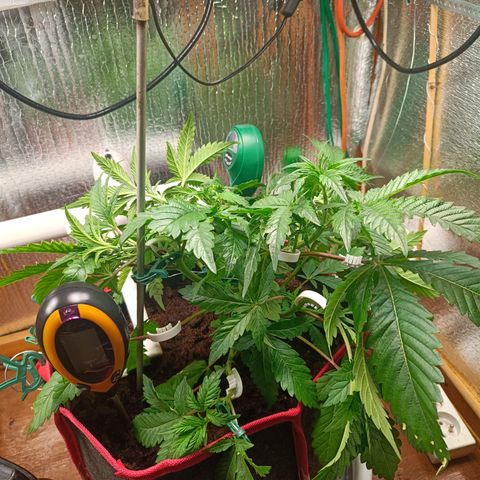 Sour Diesel 12.12 growlog timeline photo