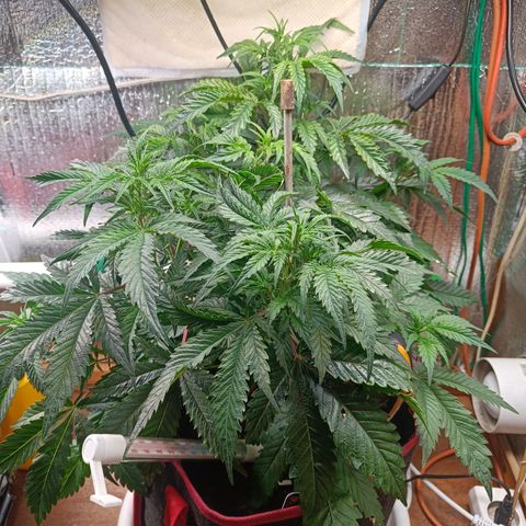 Sour Diesel 12.12 growlog timeline photo