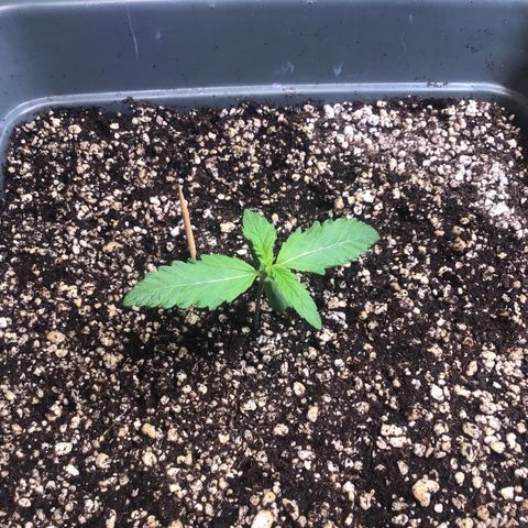 Purple punch xxl #2 growlog timeline photo