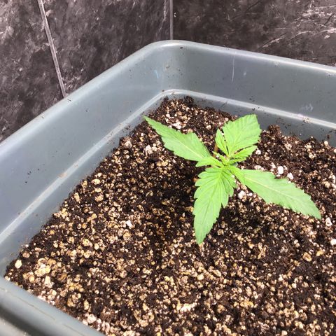 Purple punch xxl #2 growlog timeline photo