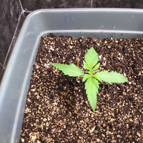 Purple punch xxl #2 growlog timeline photo