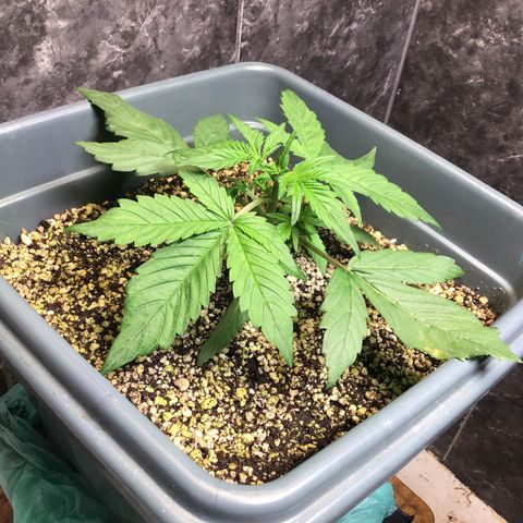 Purple punch xxl #2 growlog timeline photo