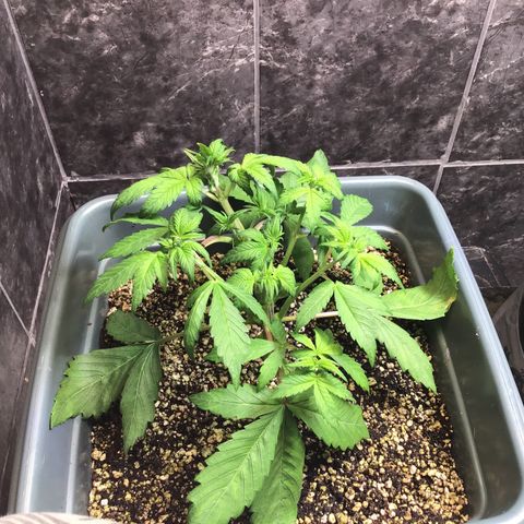 Purple punch xxl #2 growlog timeline photo