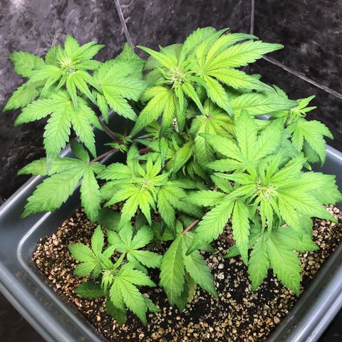 Purple punch xxl #2 growlog timeline photo