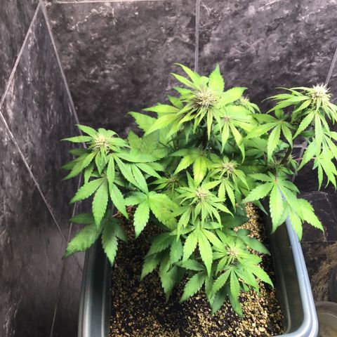 Purple punch xxl #2 growlog timeline photo