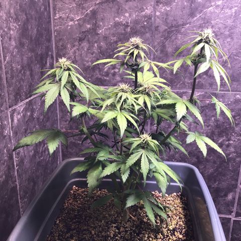 Purple punch xxl #2 growlog timeline photo