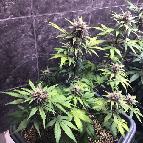 Purple punch xxl #2 growlog timeline photo