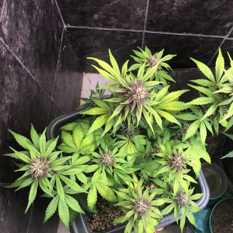 Purple punch xxl #2 growlog timeline photo