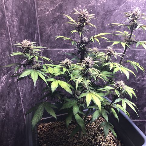 Purple punch xxl #2 growlog timeline photo
