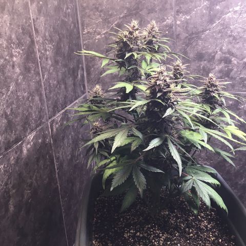 Purple punch xxl #2 growlog timeline photo