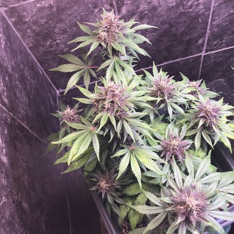 Purple punch xxl #2 growlog timeline photo