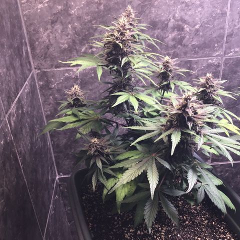 Purple punch xxl #2 growlog timeline photo
