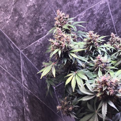 Purple punch xxl #2 growlog timeline photo