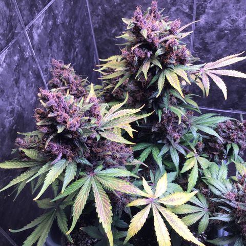Purple punch xxl #2 growlog timeline photo