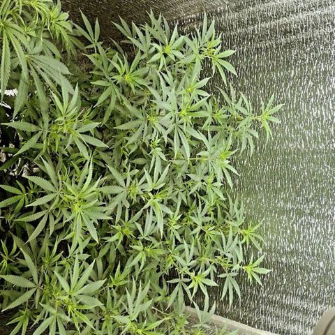Esqueje faker growlog photo: Día 4 d flora, se me está yendo para arriba falta la red y poda de chalas