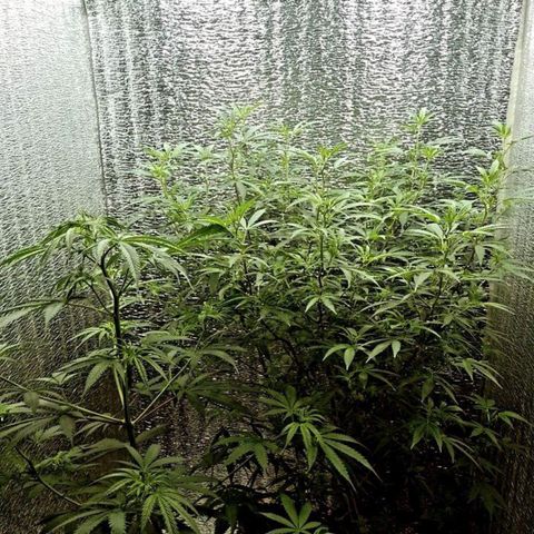 Esqueje faker growlog photo: Día 4 d flora, se me está yendo para arriba falta la red y poda de chalas