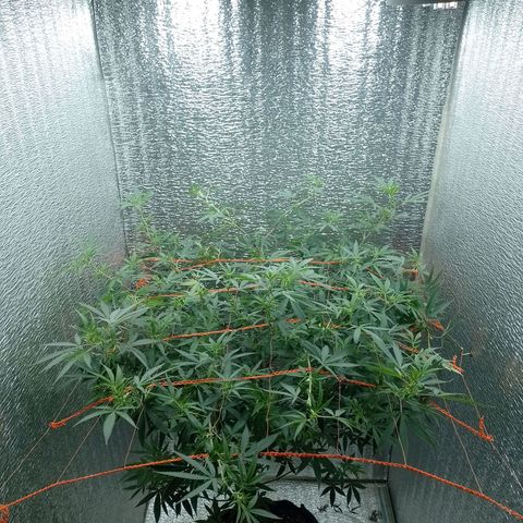 Esqueje faker growlog photo: Coloqué red 7 días de flora