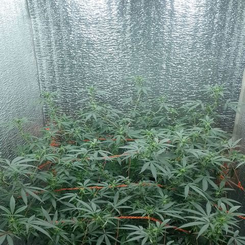 Esqueje faker growlog photo: Ya empezaron a engordar 