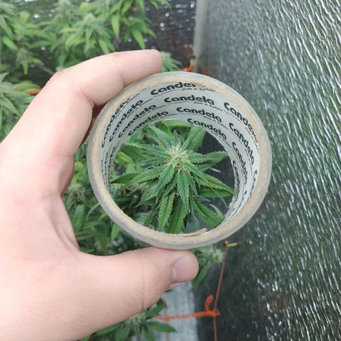 Esqueje faker growlog photo: Se regó con 3ml de max y 2 de bloom por L