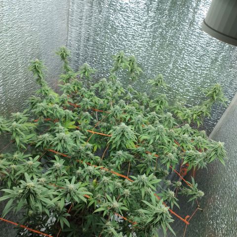 Esqueje faker growlog photo: Se regó con 3ml de max y 2 de bloom por L