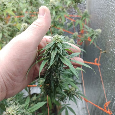 Esqueje faker growlog photo: Se regó con 3ml de max y 2 de bloom por L